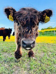 unsere Alia