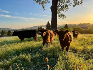 Gallowayherde in der Morgensonne