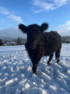 Unsere Susi im ersten Schnee