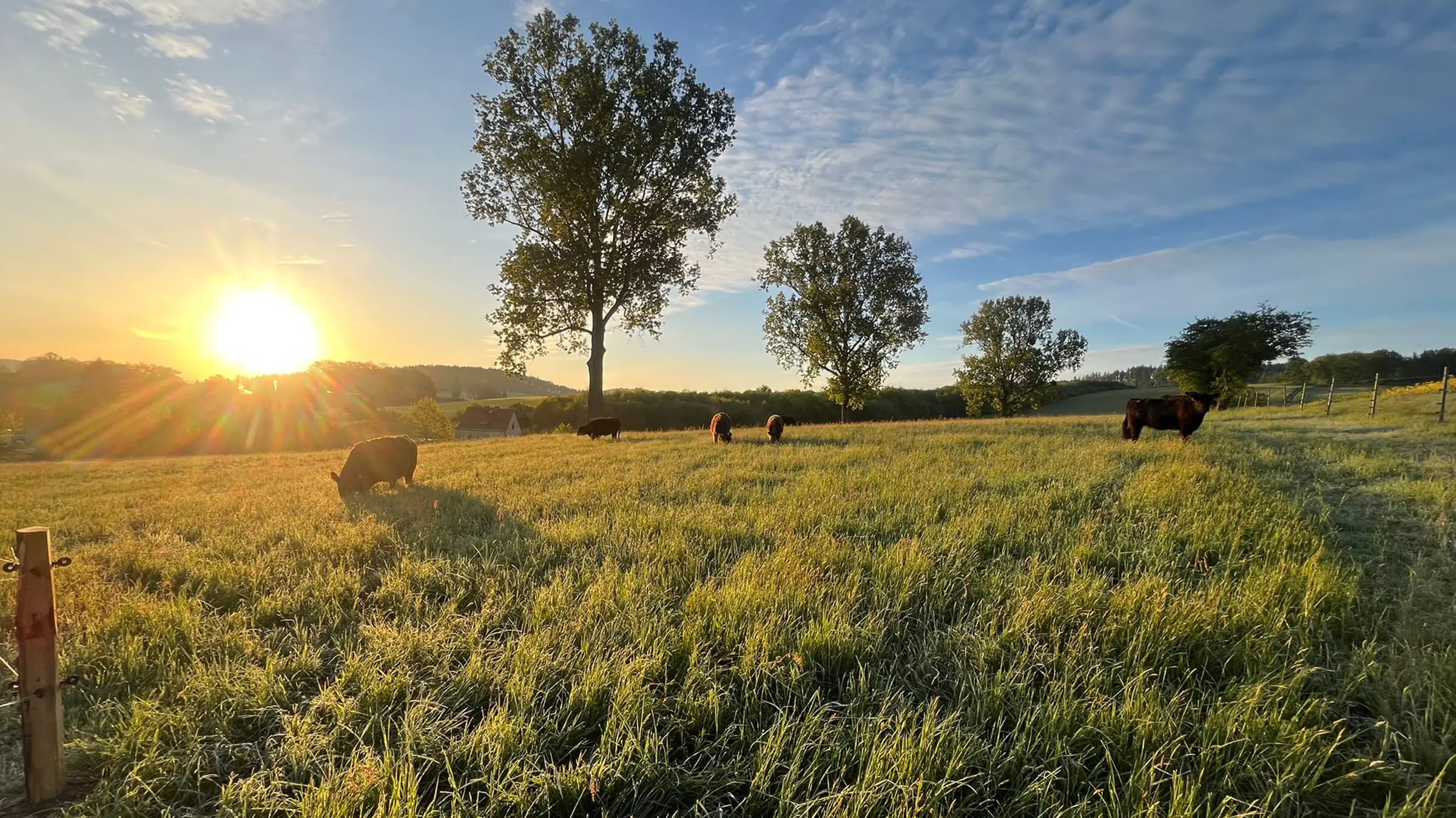 Weidefleisch vom Galloway-Rind